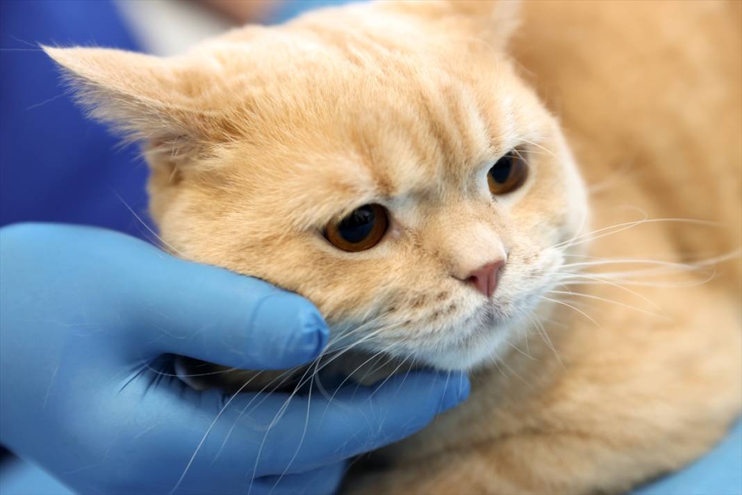 Konya'da balkondan düşen kediye insan tedavisi uygulandı 2